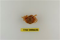 藏品(短指和尚蟹)的圖片